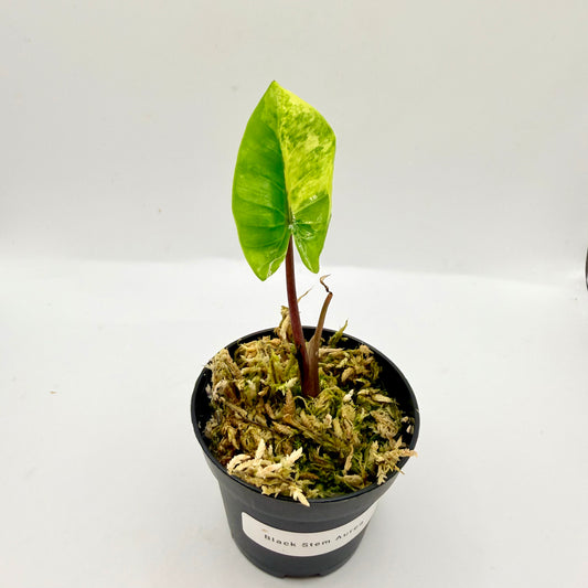 Alocasia Black Stem Aurea Variegata