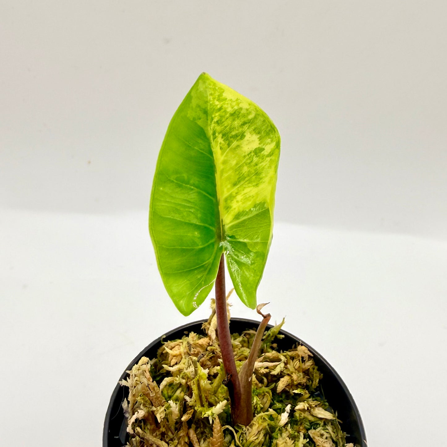 Alocasia Black Stem Aurea Variegata