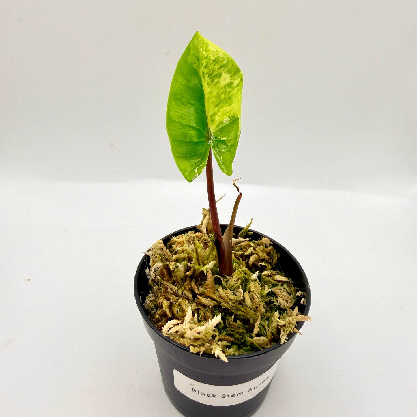 Alocasia Black Stem Aurea Variegata