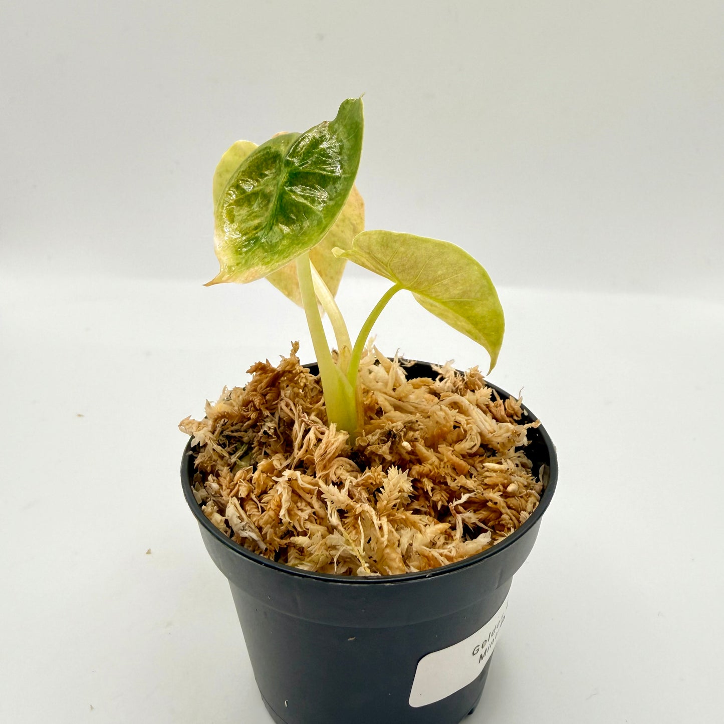 Alocasia Golden Bone Mint/Pink Variegata