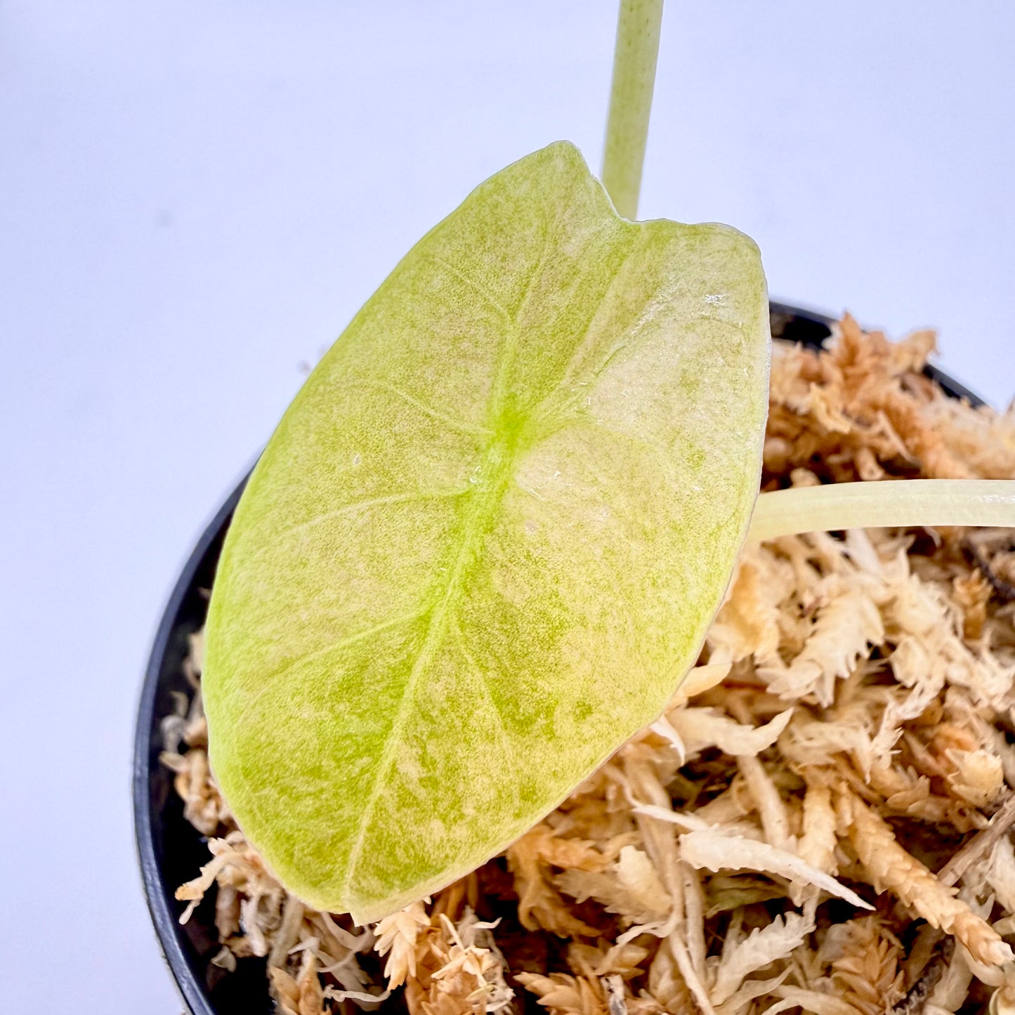 Alocasia Golden Bone Mint/Pink Variegata