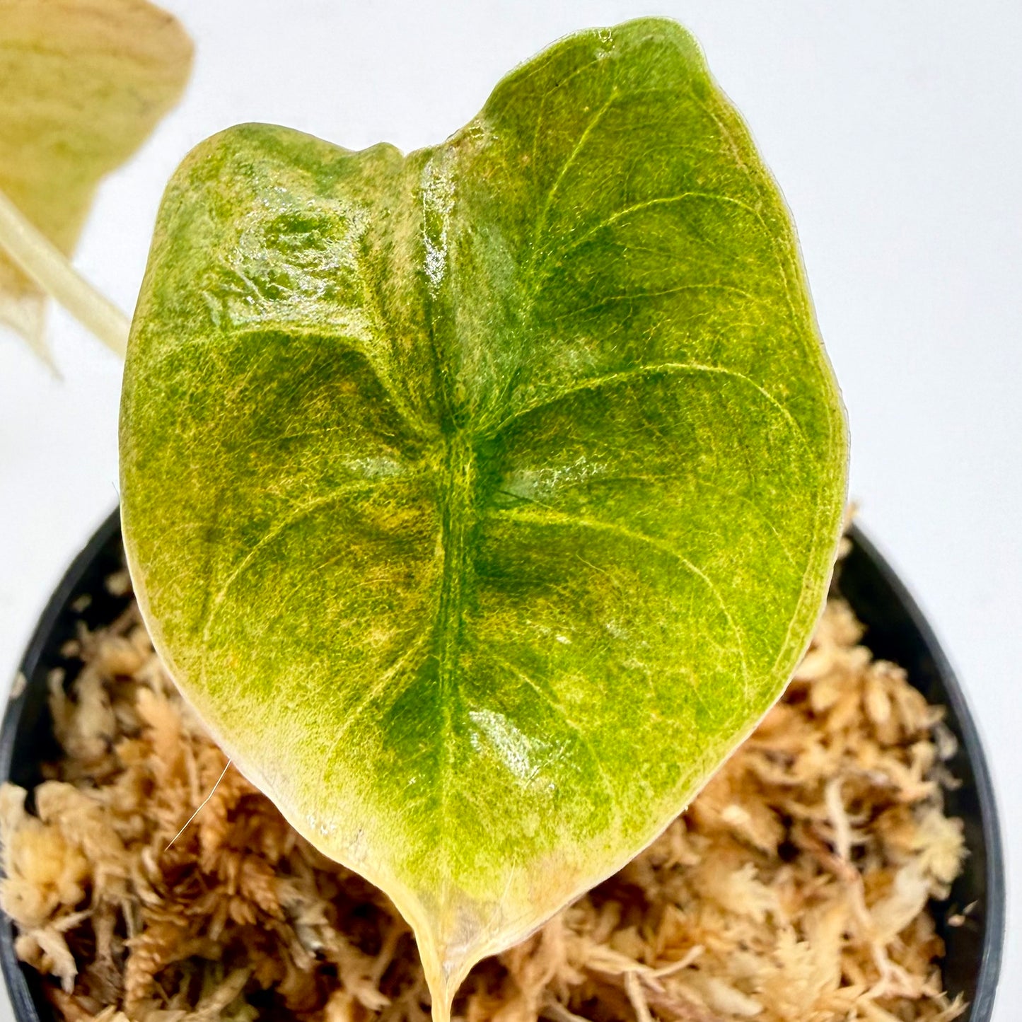 Alocasia Golden Bone Mint/Pink Variegata