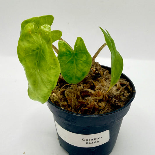 Alocasia Heterophylla Corazón Aurea Variegata