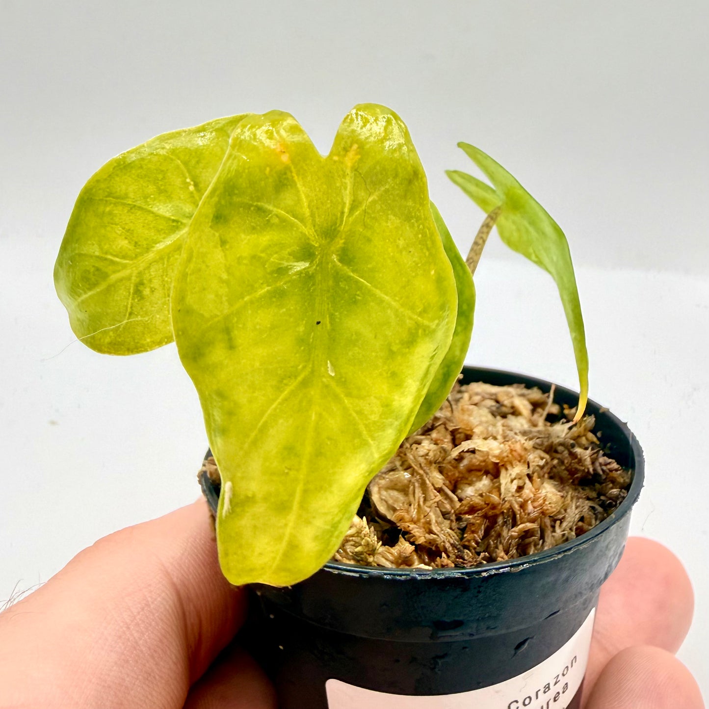 Alocasia Heterophylla Corazón Aurea Variegata