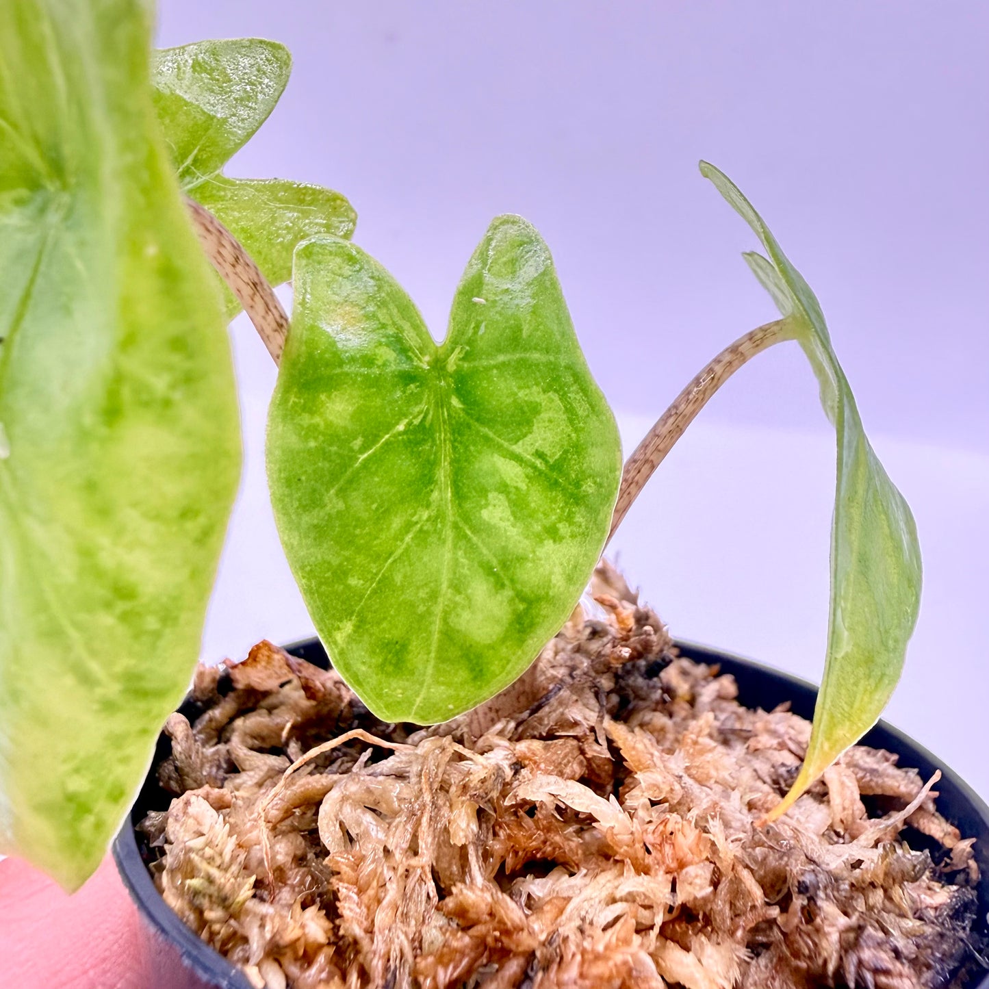 Alocasia Heterophylla Corazón Aurea Variegata