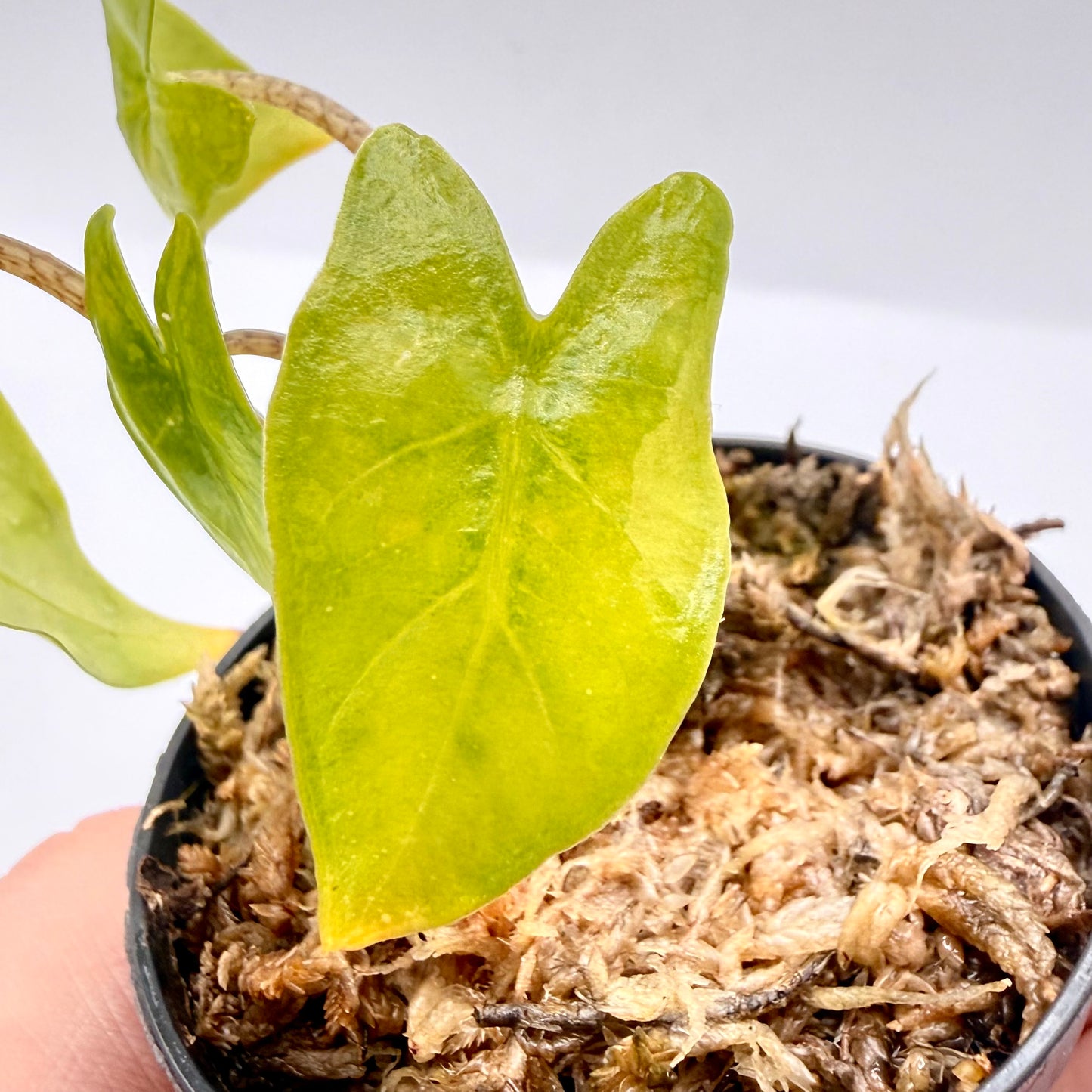 Alocasia Heterophylla Corazón Aurea Variegata