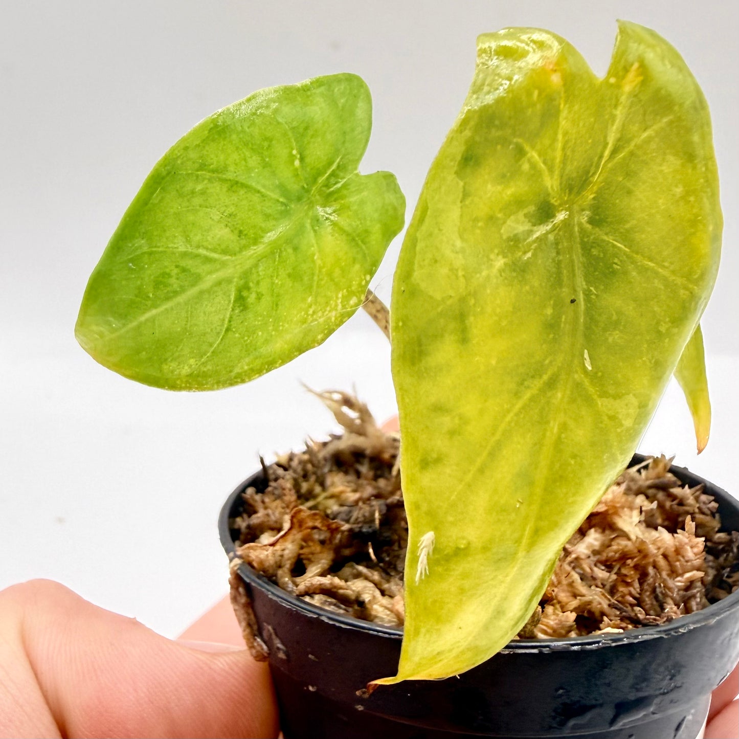 Alocasia Heterophylla Corazón Aurea Variegata