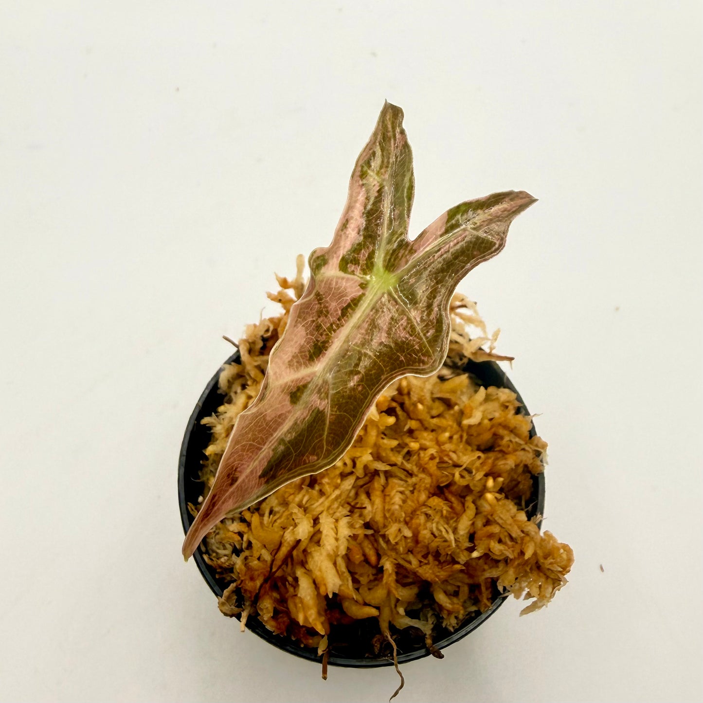 Alocasia Sanderiana Nobilis Pink Variegata