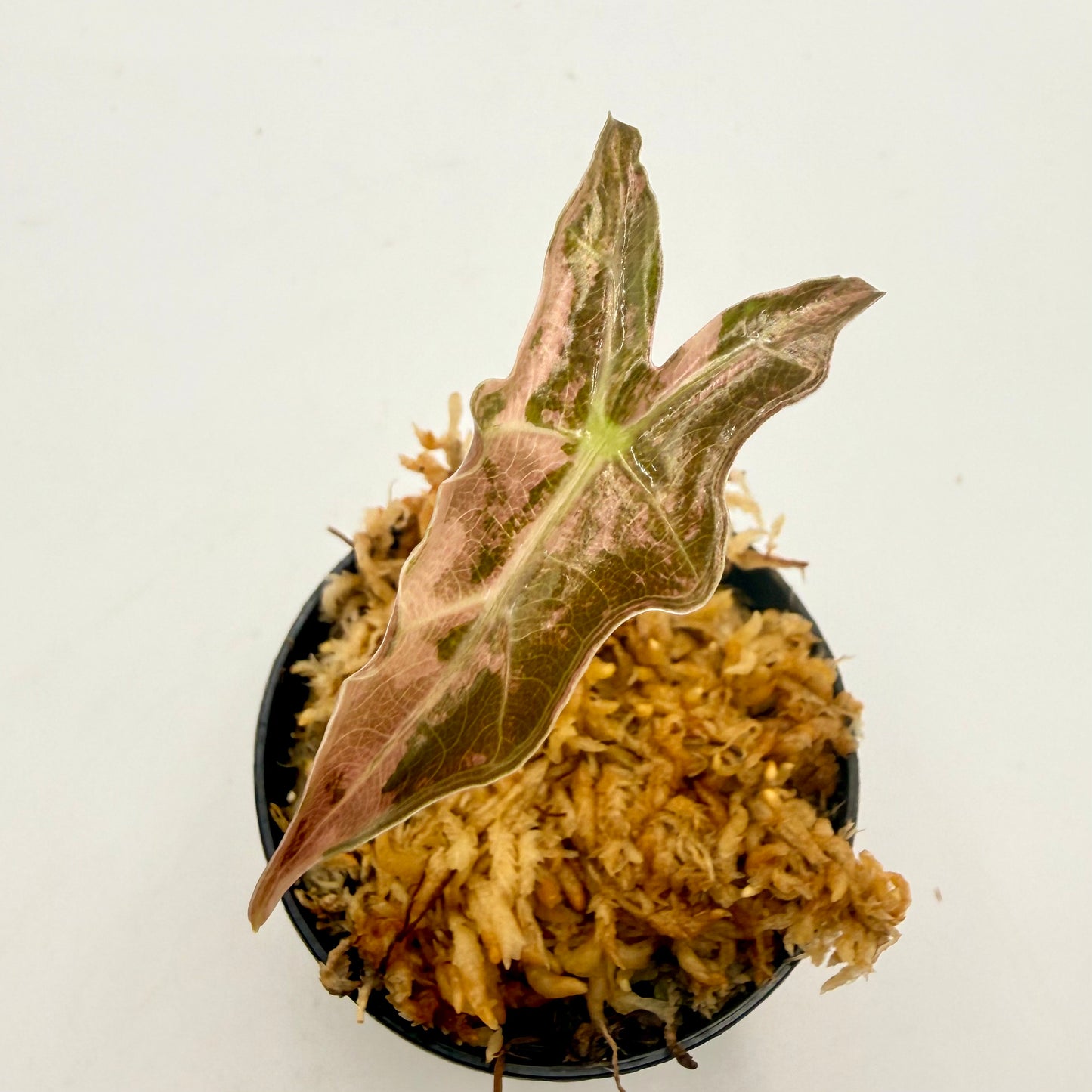 Alocasia Sanderiana Nobilis Pink Variegata