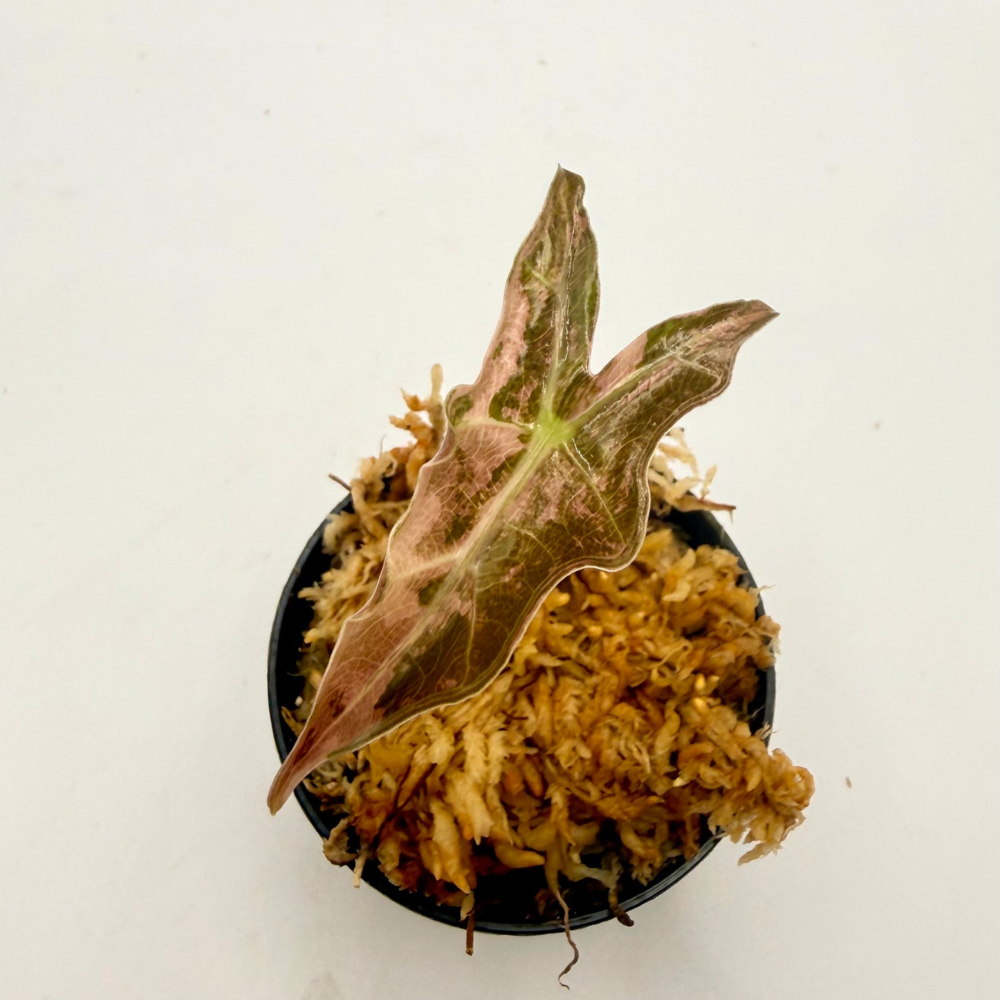 Alocasia Sanderiana Nobilis Pink Variegata