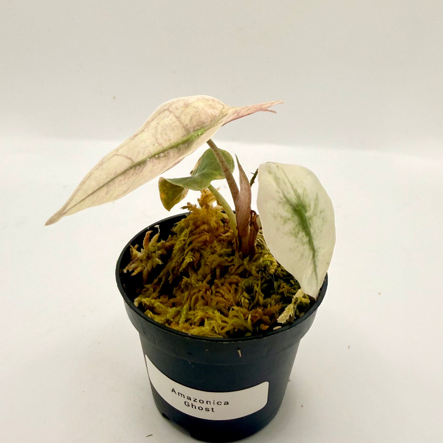 Alocasia Amazônica Mint/Pink (Ghost) Variegata