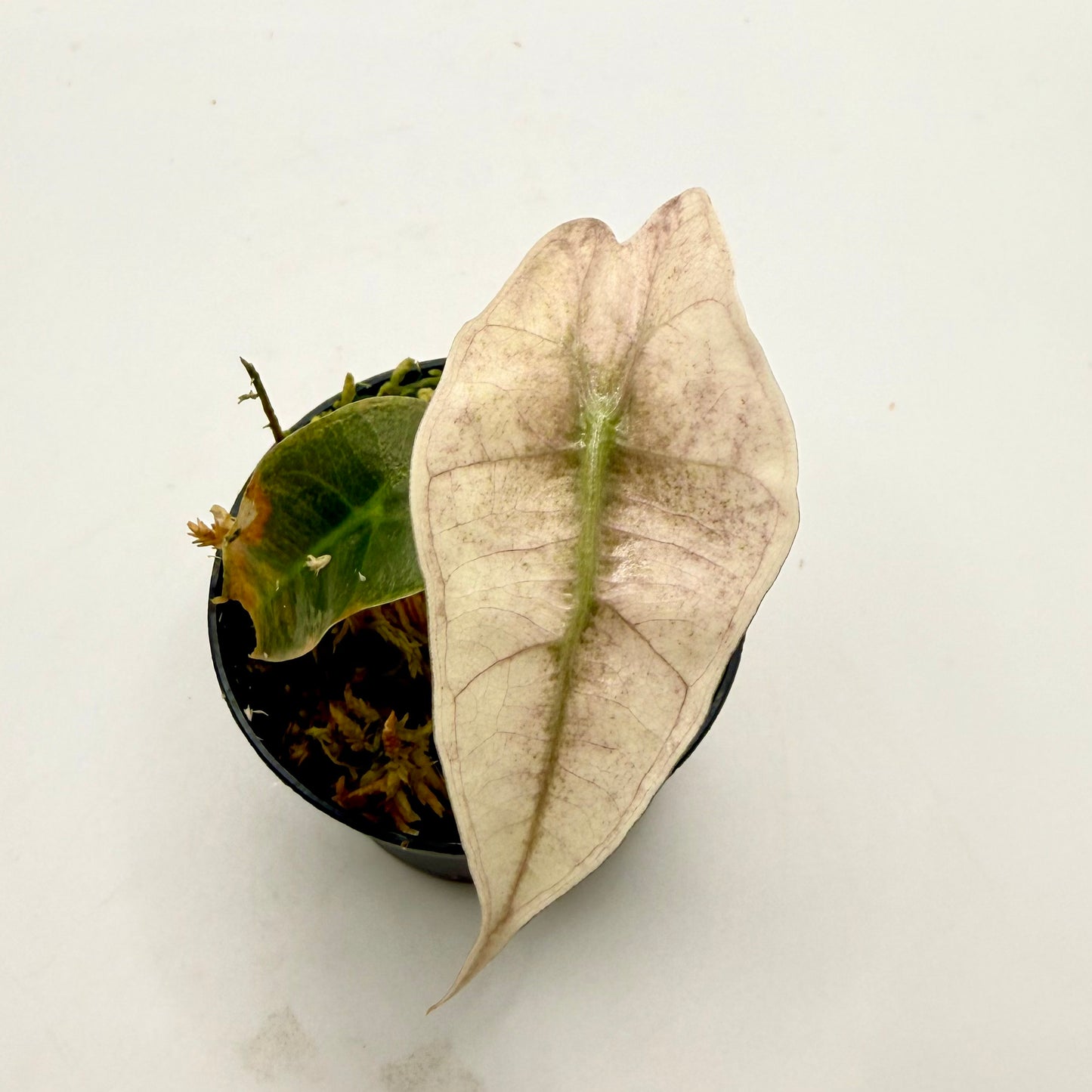Alocasia Amazônica Mint/Pink (Ghost) Variegata