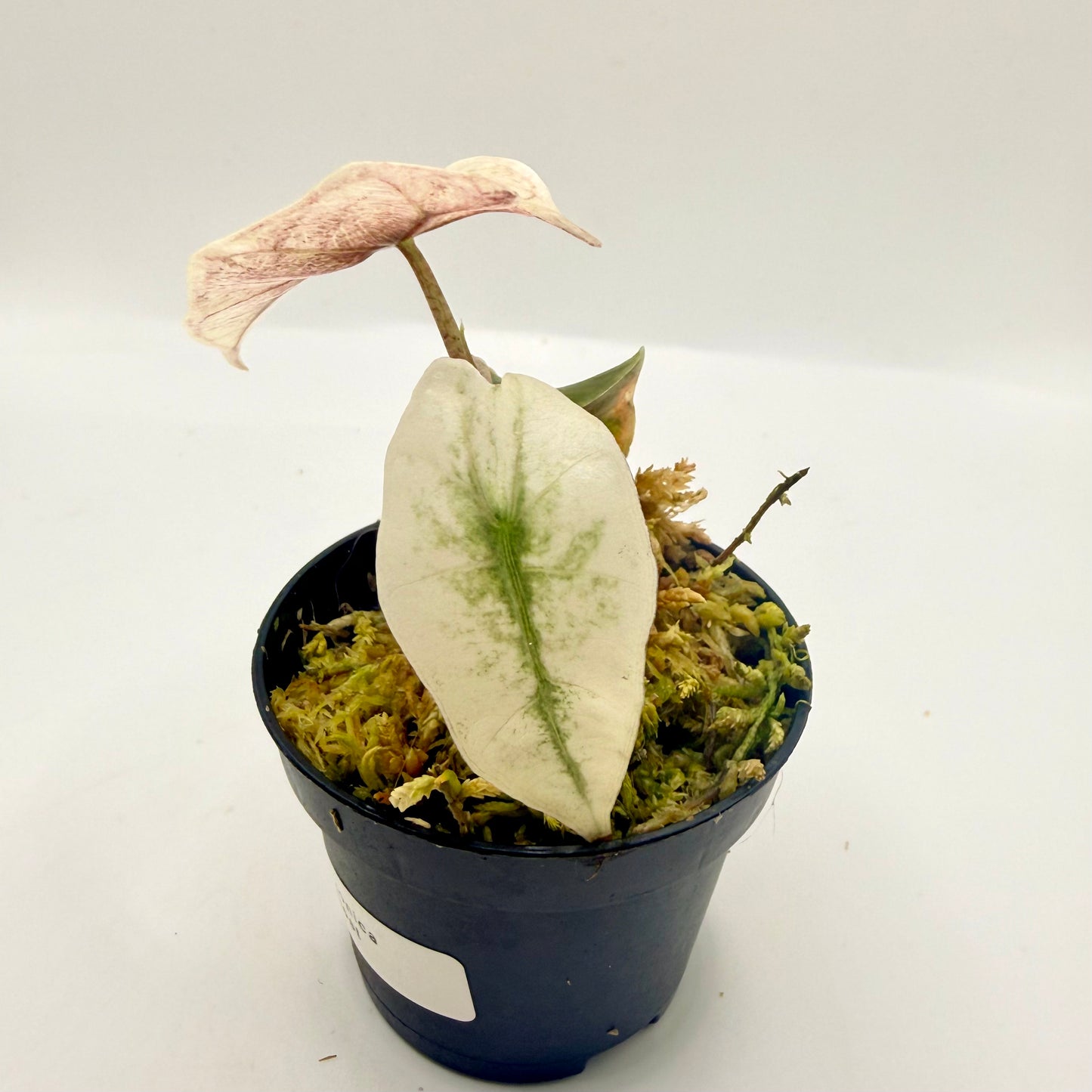 Alocasia Amazônica Mint/Pink (Ghost) Variegata