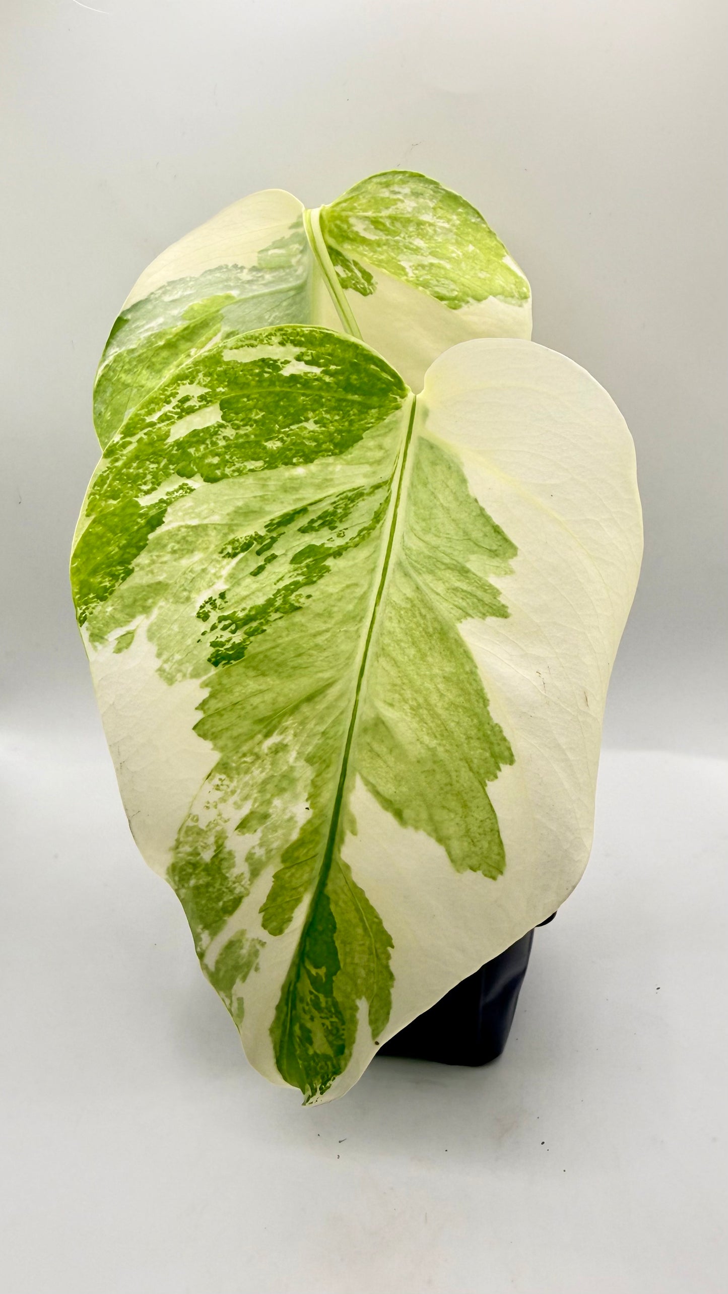 Monstera Albo Variegata