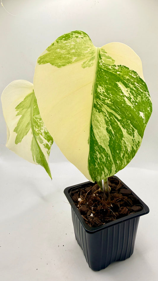 Monstera Albo Variegata