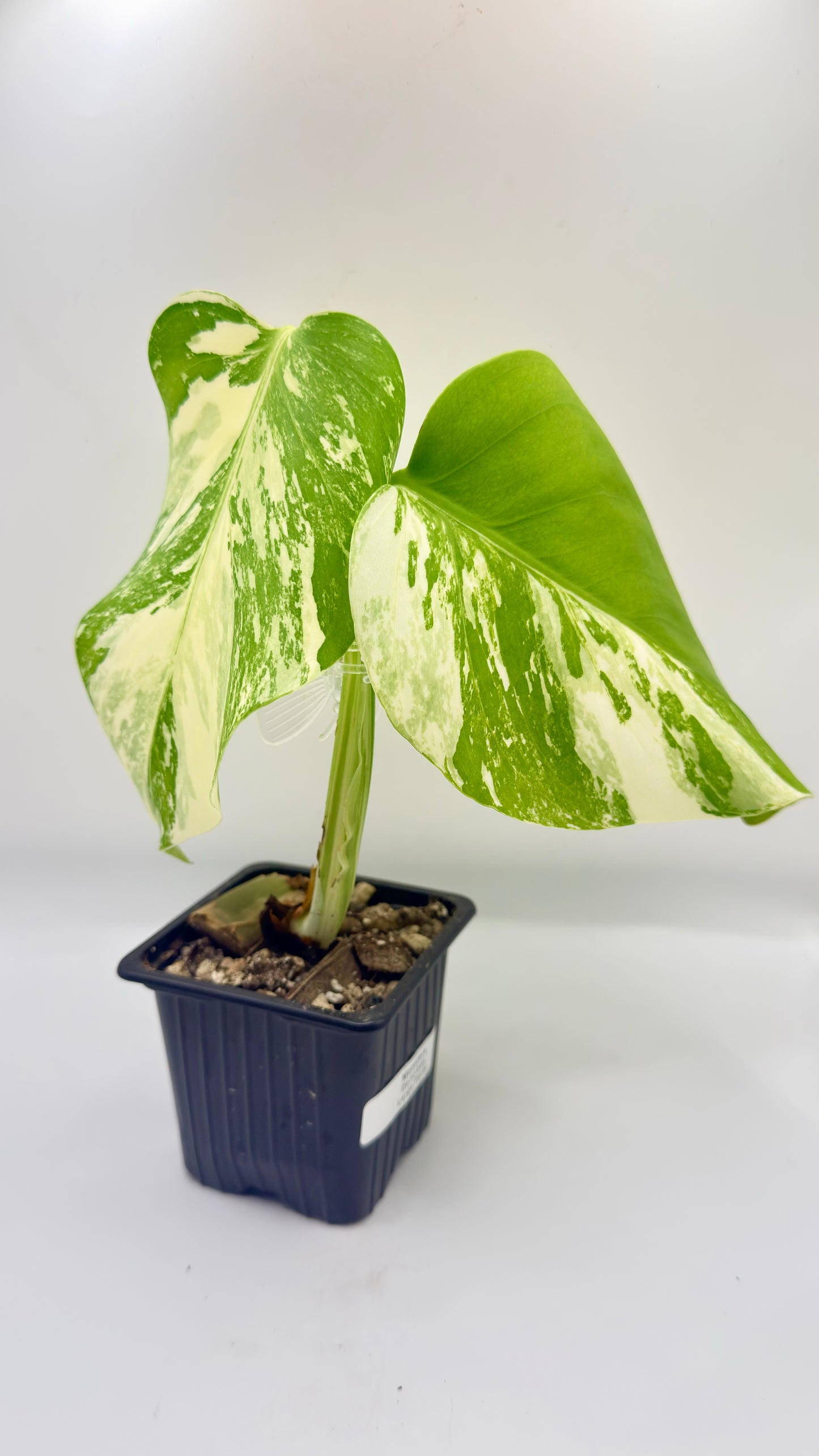 Monstera Deliciosa Variegated - Large Form