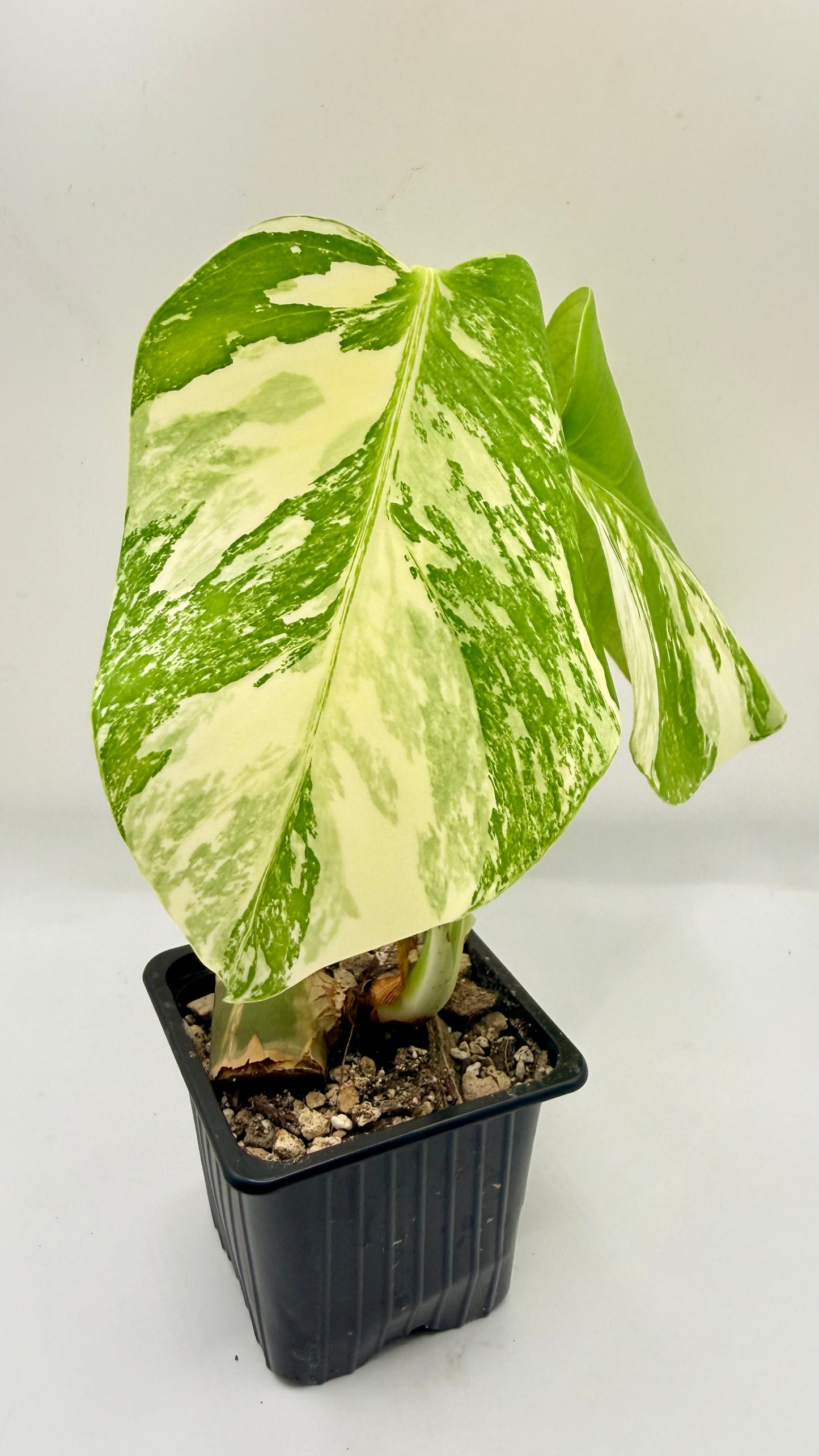 Monstera Deliciosa Variegated - Large Form