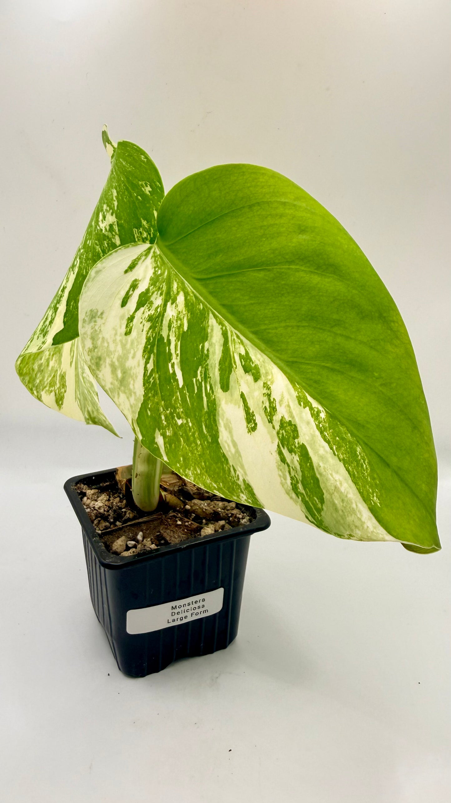 Monstera Deliciosa Variegated - Large Form