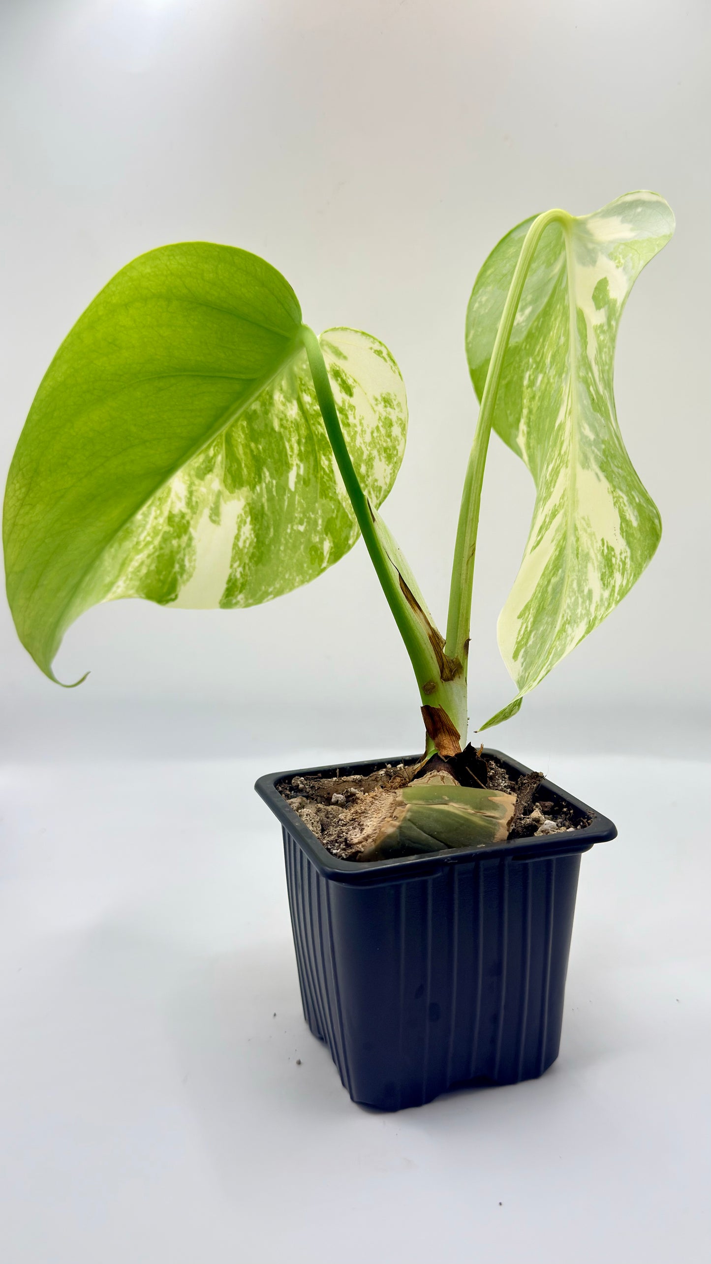 Monstera Deliciosa Variegated - Large Form