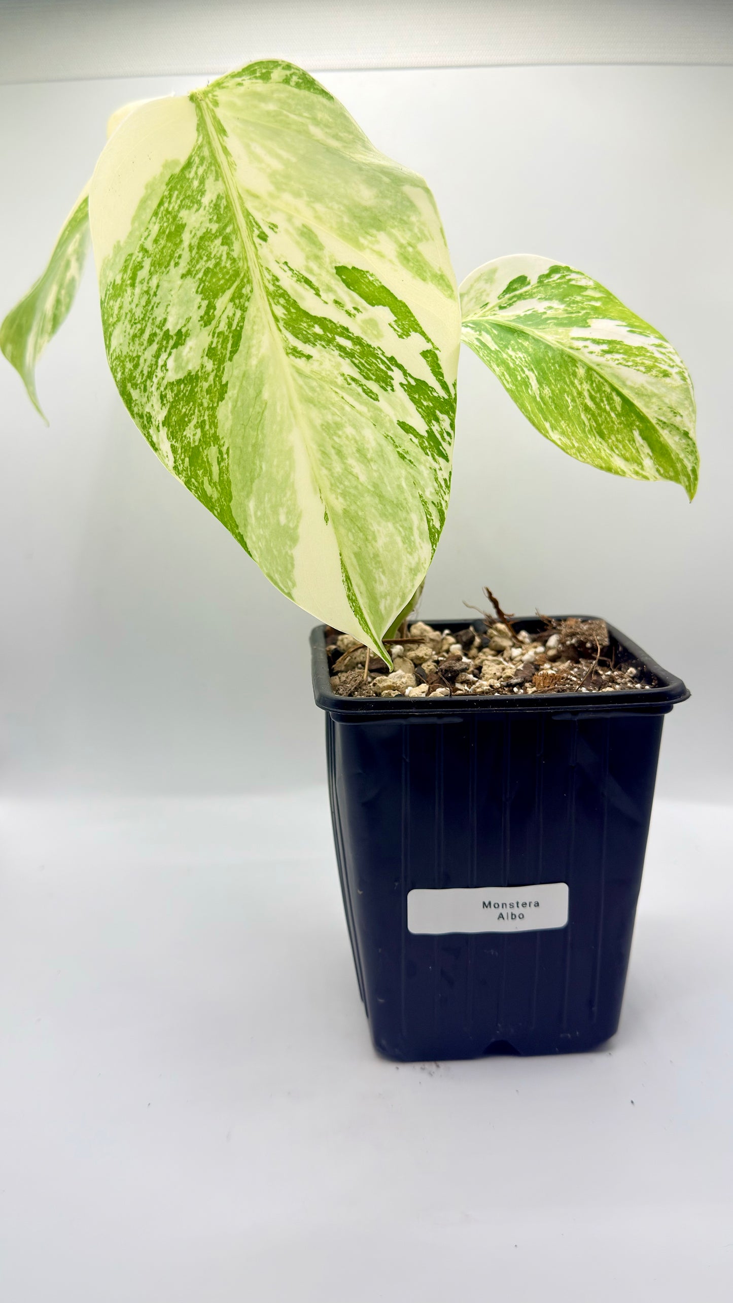 Monstera Albo Variegata