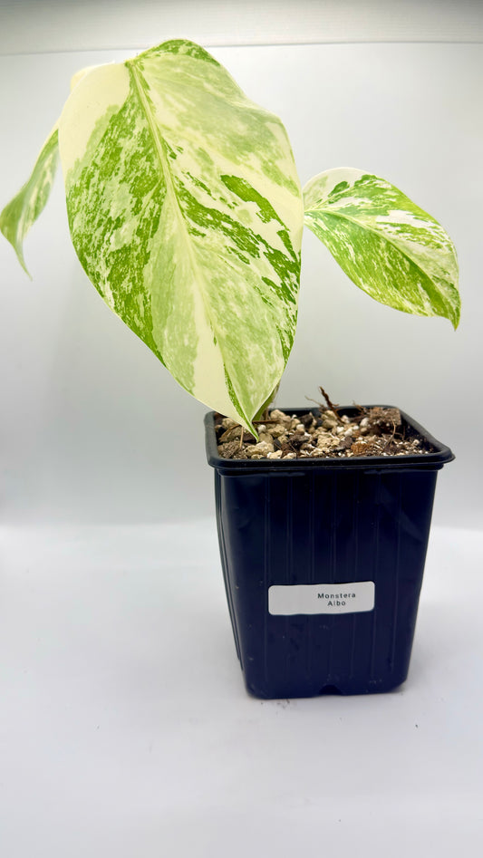 Monstera Albo Variegata
