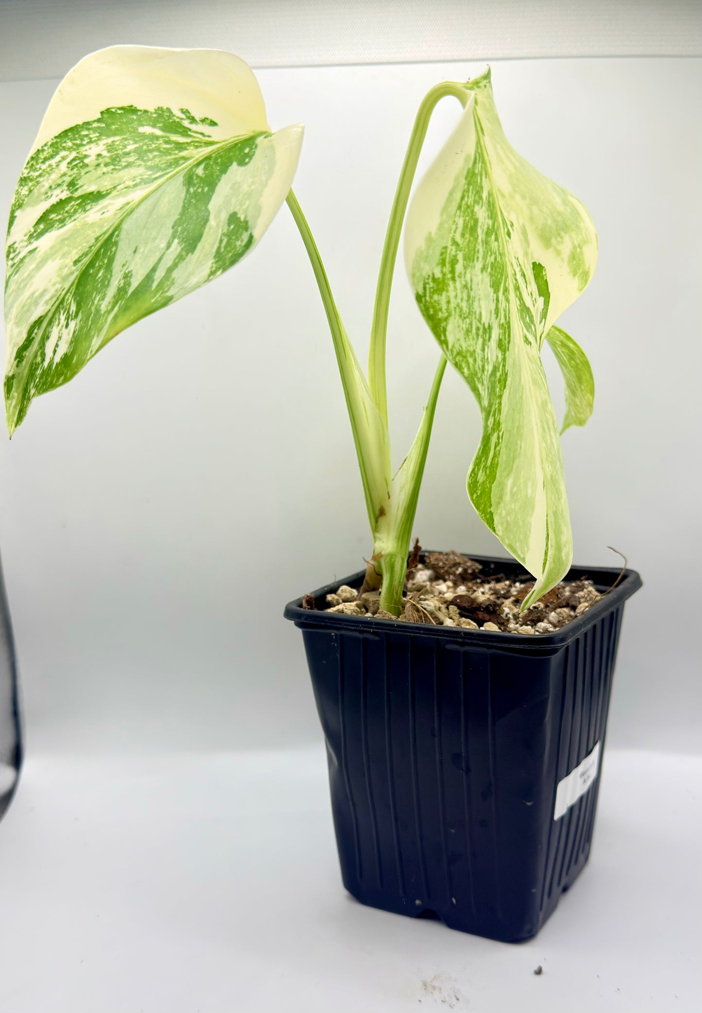 Monstera Albo Variegata