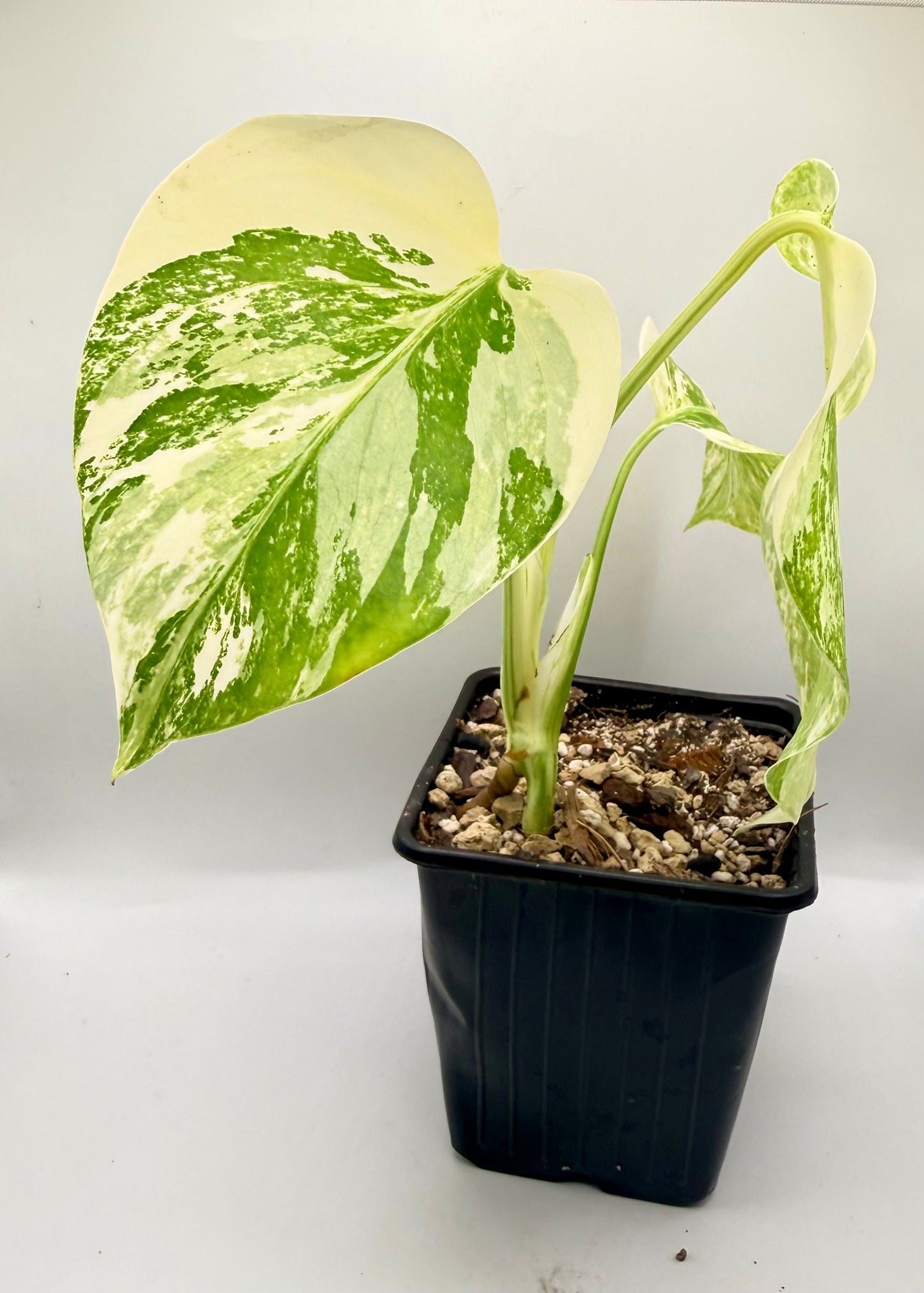 Monstera Albo Variegata