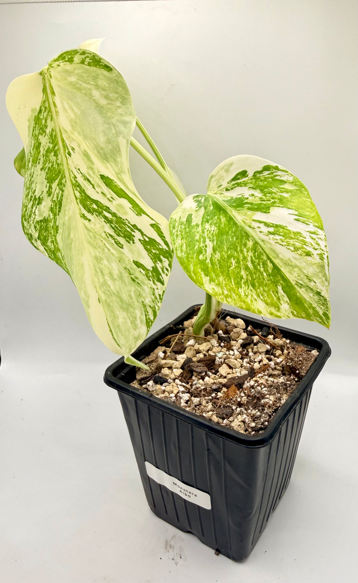 Monstera Albo Variegata