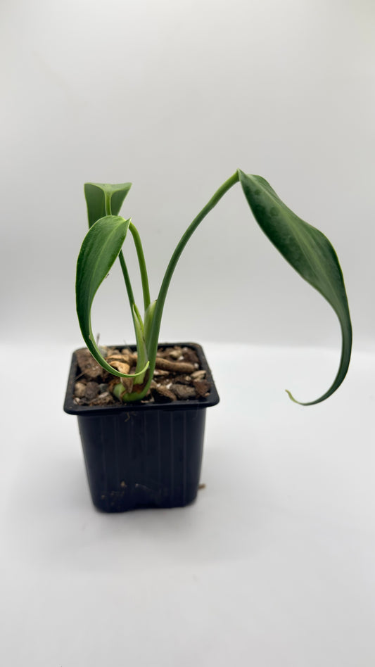 Monstera Burle Marx Flame