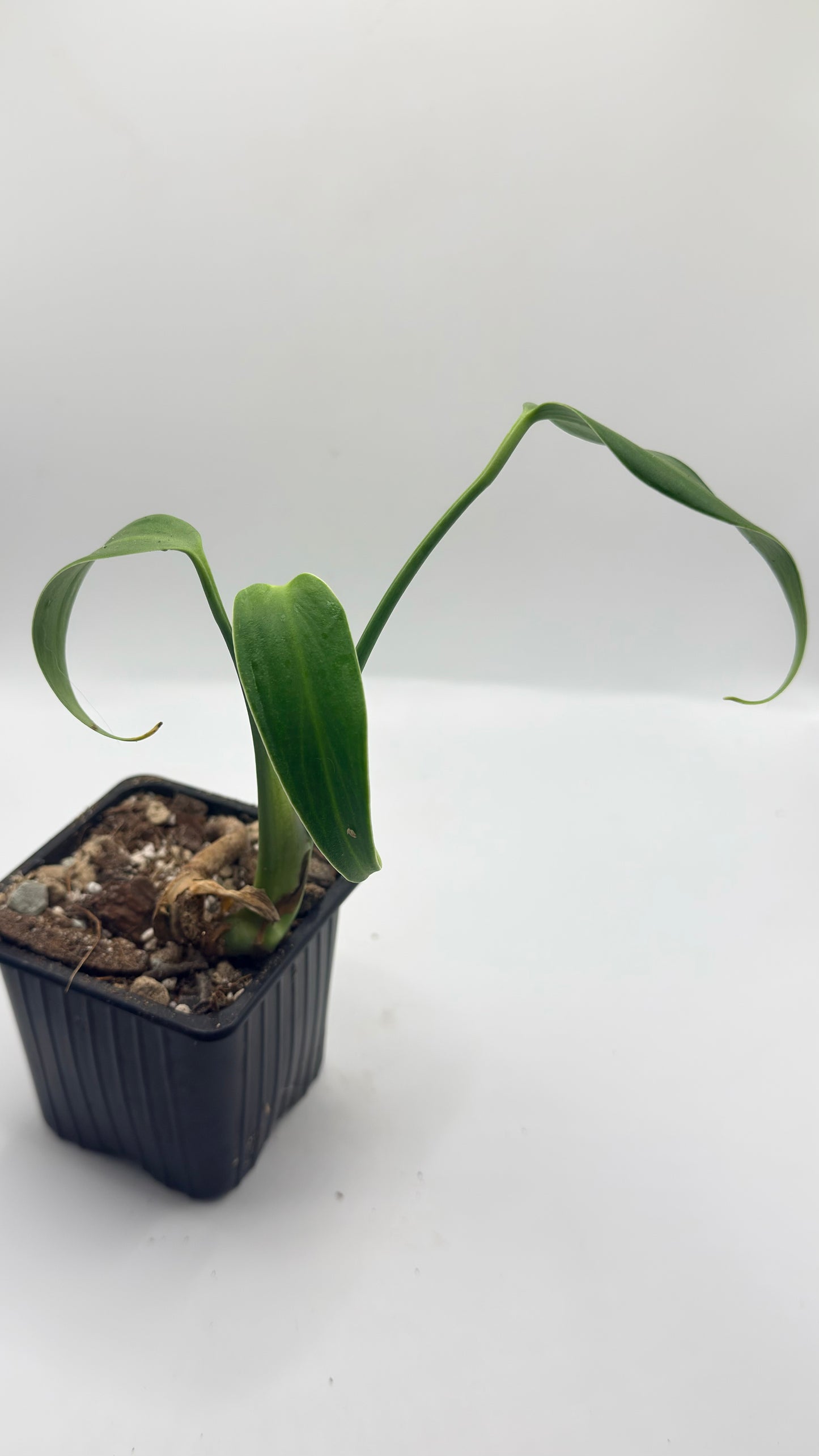 Monstera Burle Marx Flame