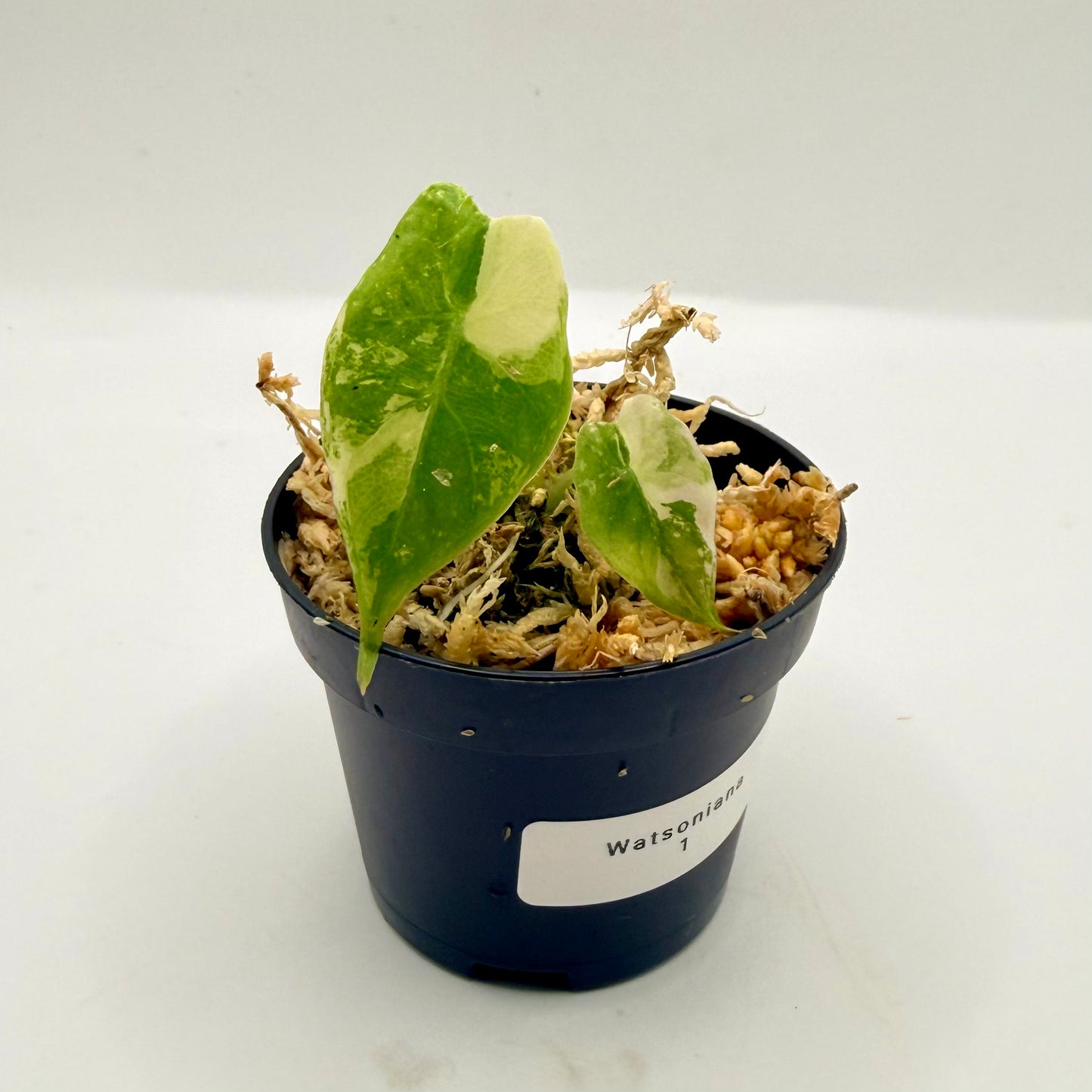 Alocasia Watsoniana Doff - Albo/Pink Variegata