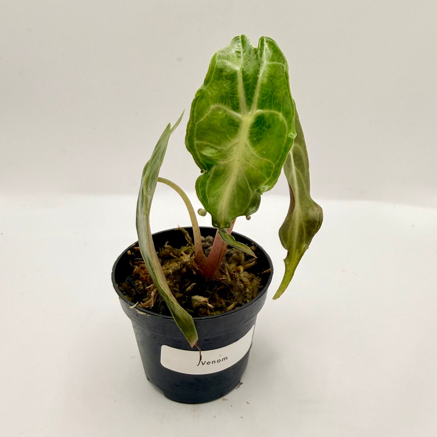 Alocasia Venom
