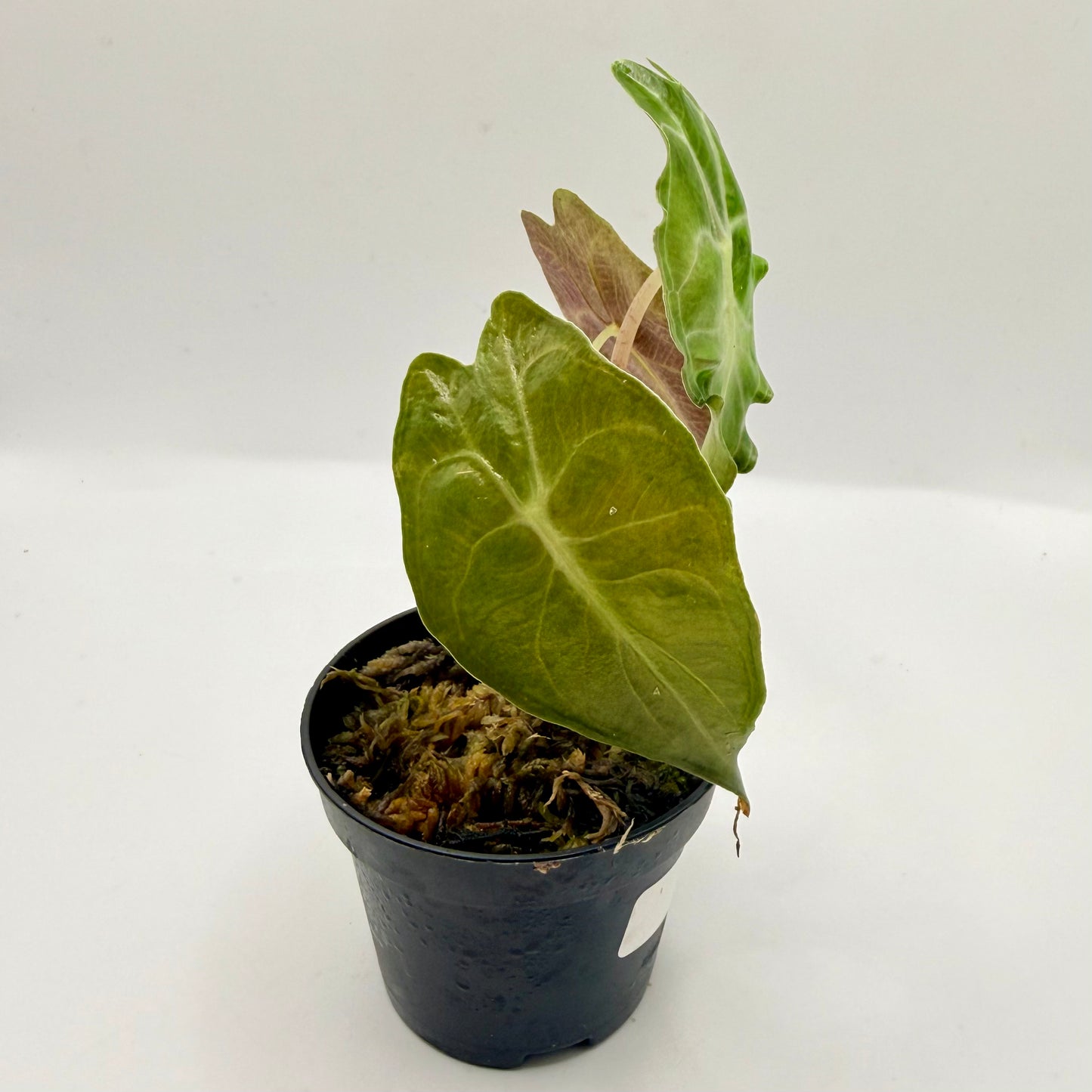 Alocasia Venom