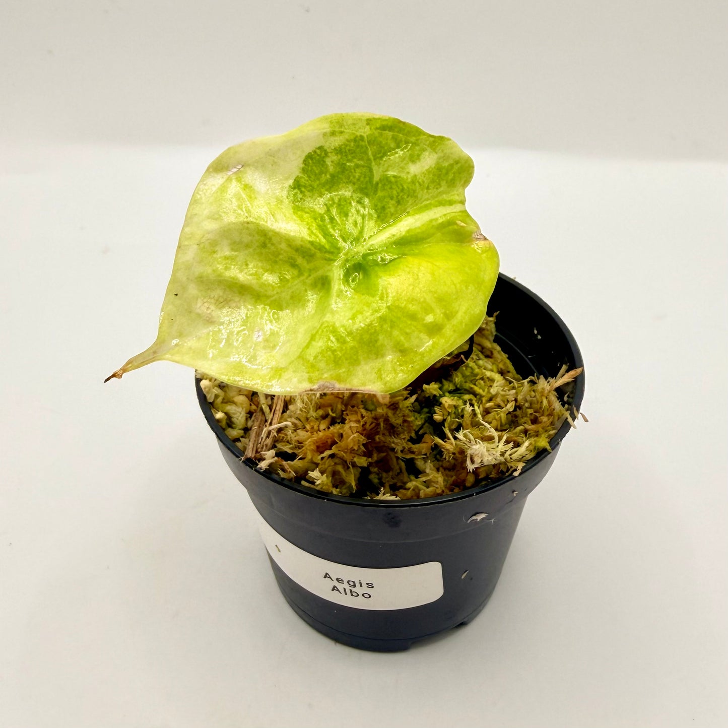Alocasia Aegis Albo/Mint Variegata