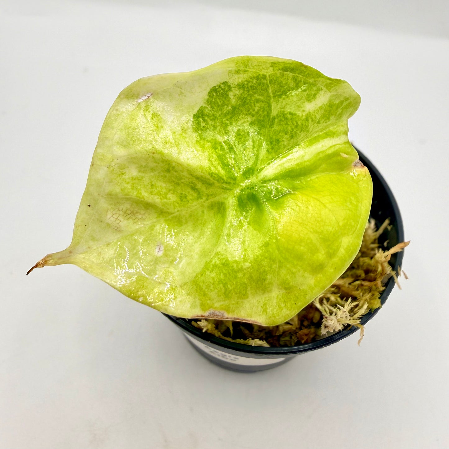 Alocasia Aegis Albo/Mint Variegata