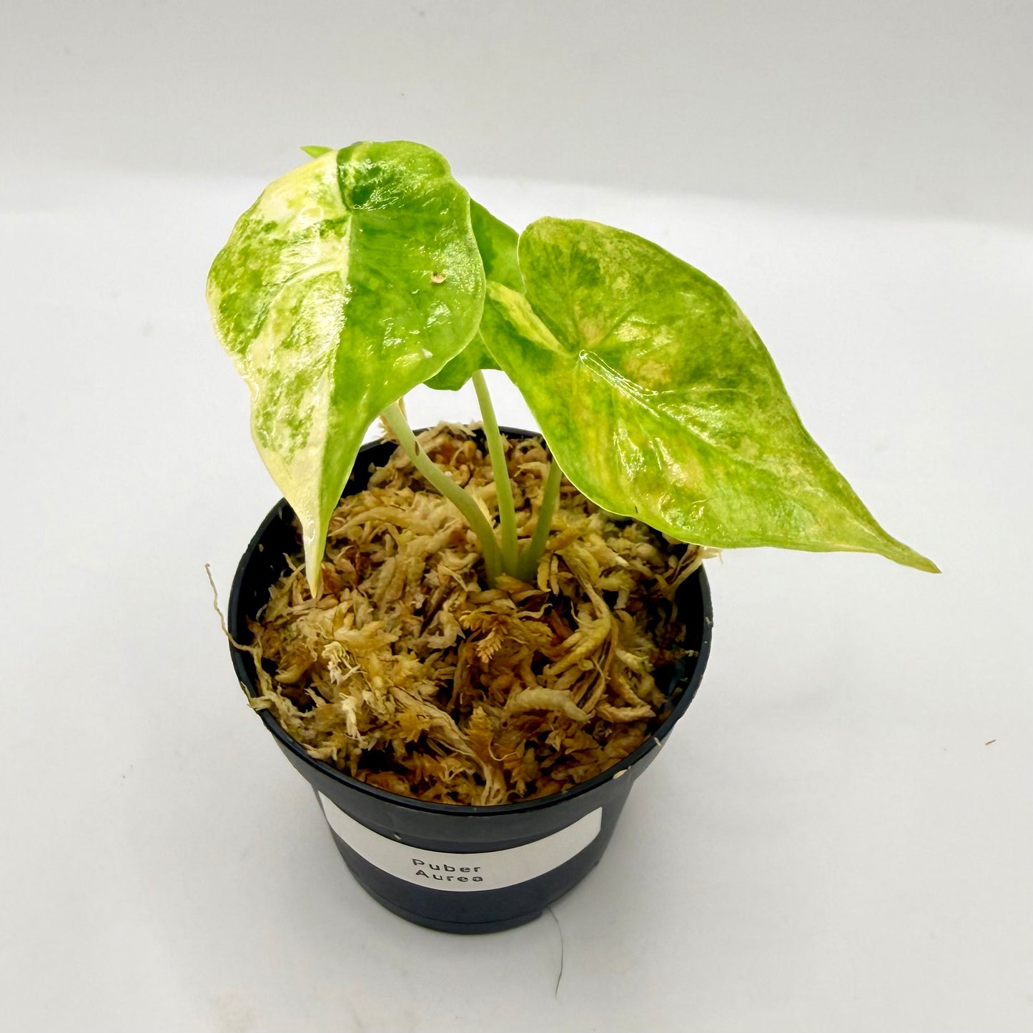 Alocasia Puber Aurea Variegata