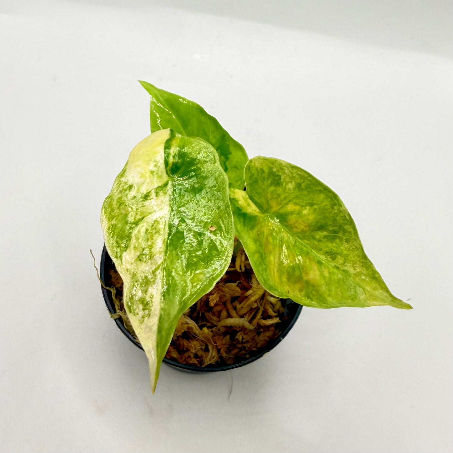 Alocasia Puber Aurea Variegata