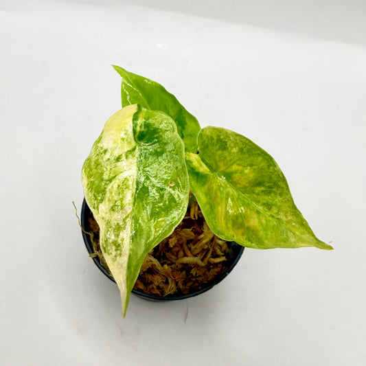 Alocasia Puber Aurea Variegata