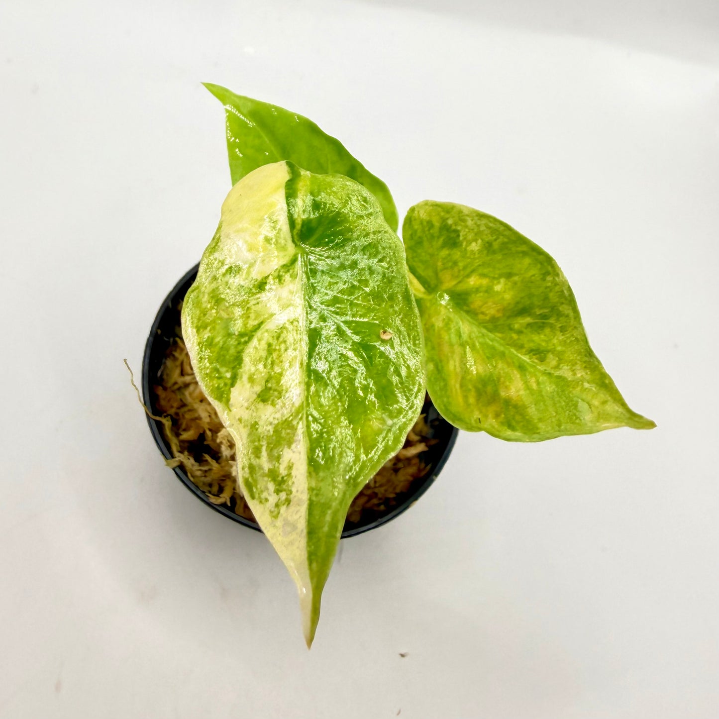 Alocasia Puber Aurea Variegata