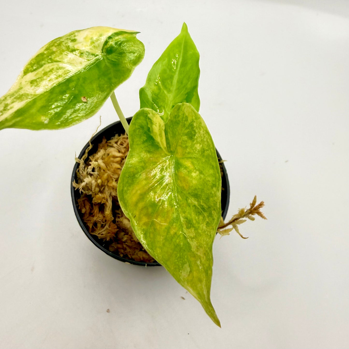 Alocasia Puber Aurea Variegata