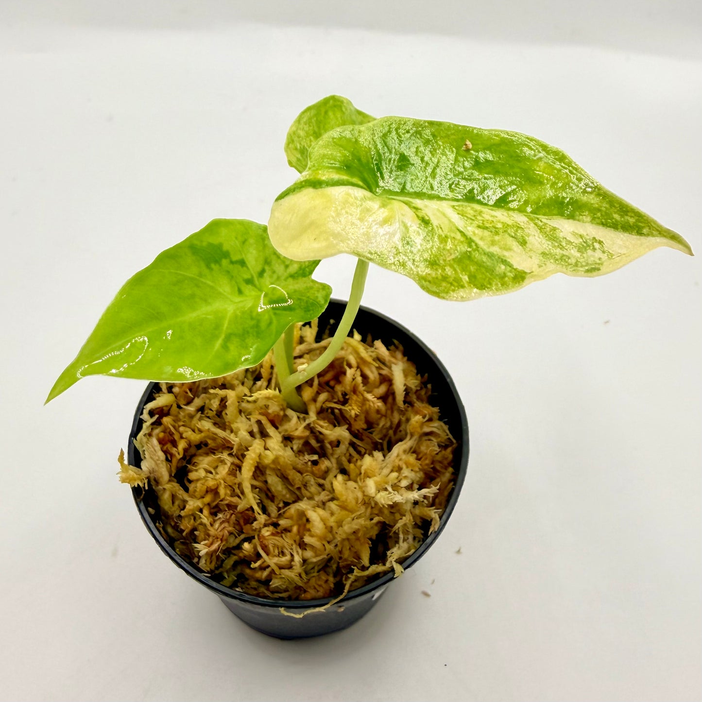 Alocasia Puber Aurea Variegata