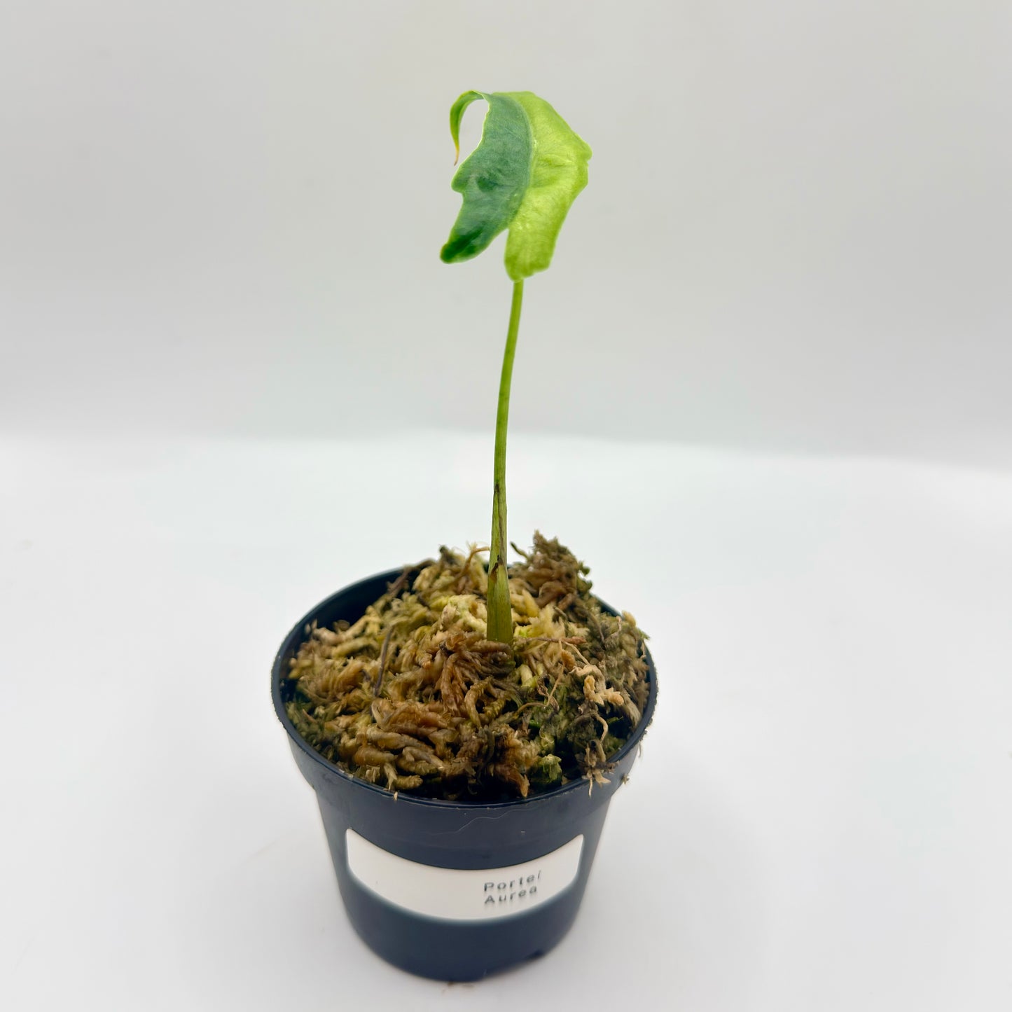 Alocasia Portei Aurea Variegata