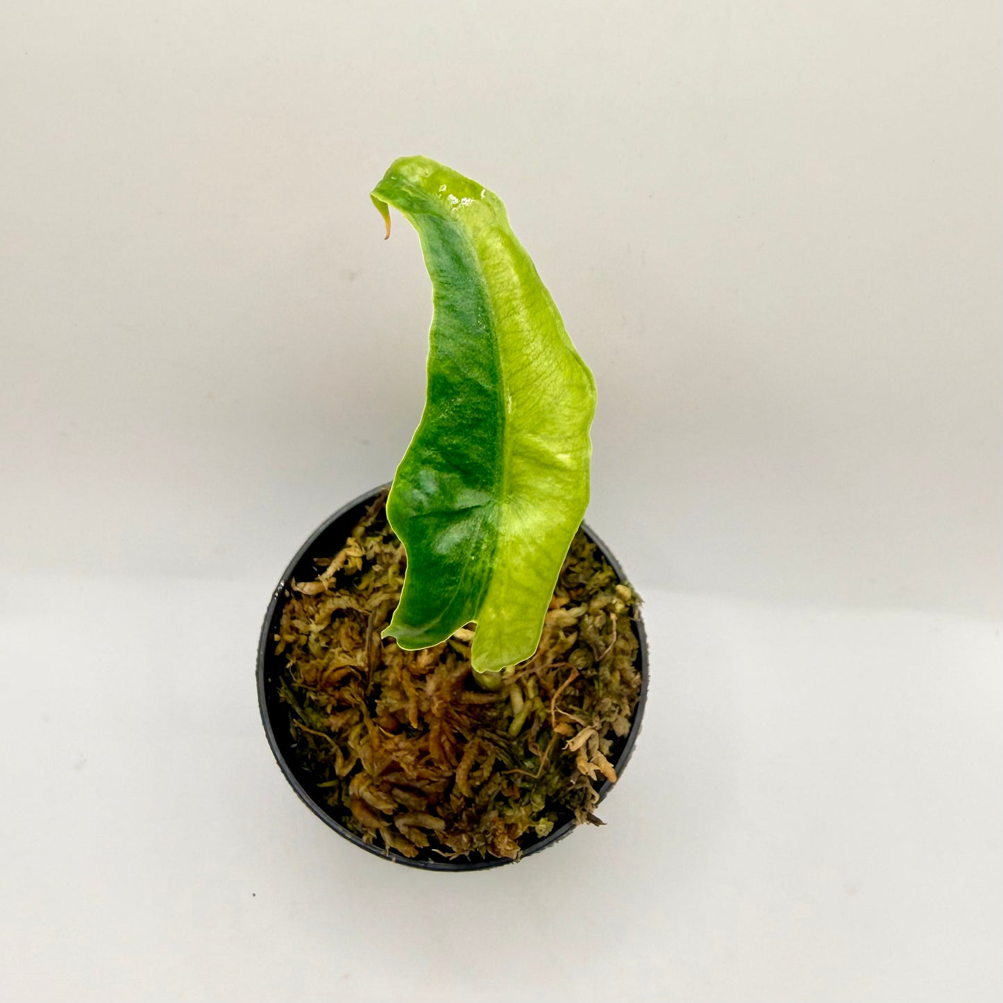 Alocasia Portei Aurea Variegata