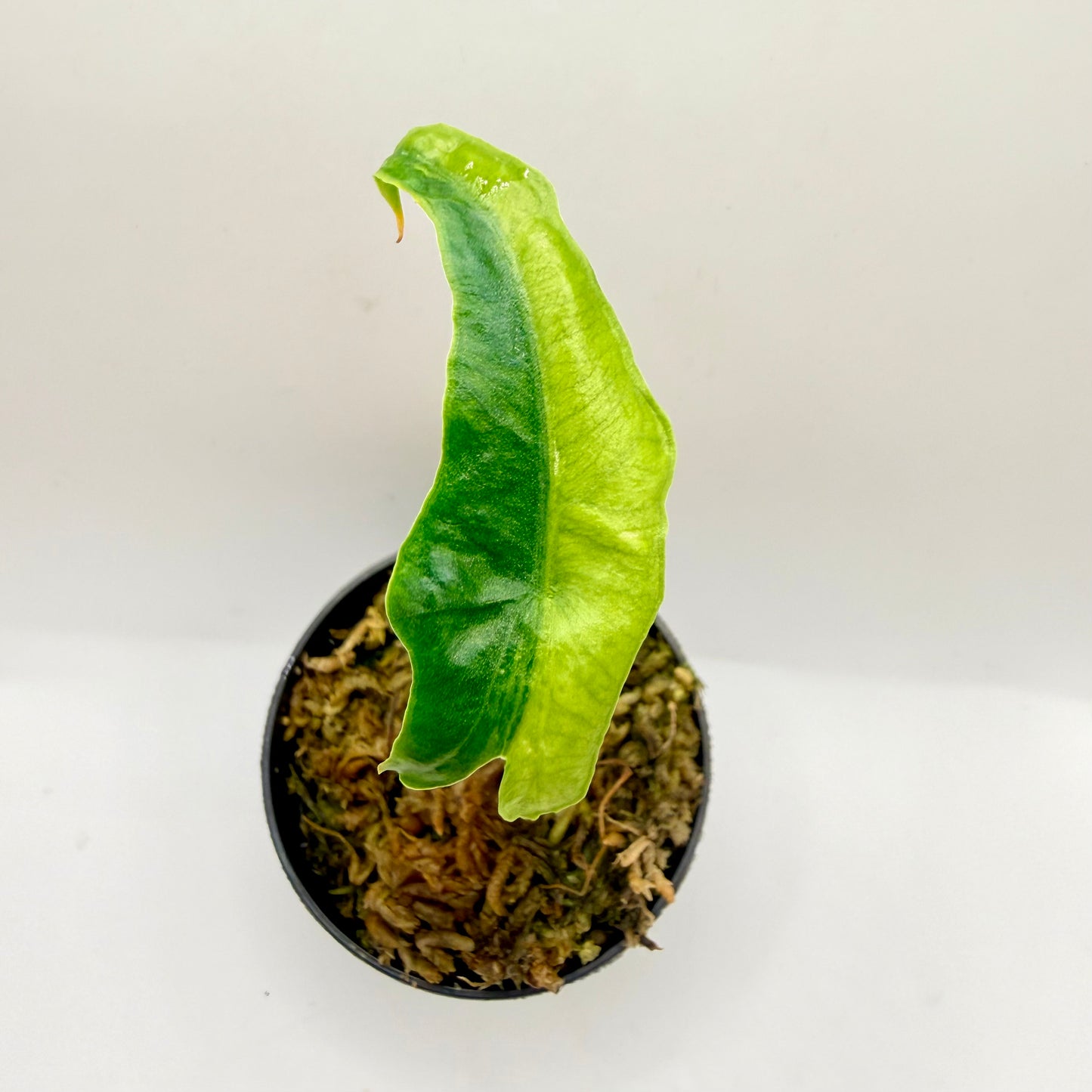 Alocasia Portei Aurea Variegata