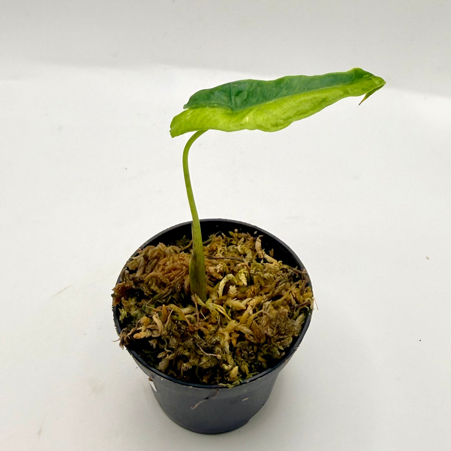 Alocasia Portei Aurea Variegata