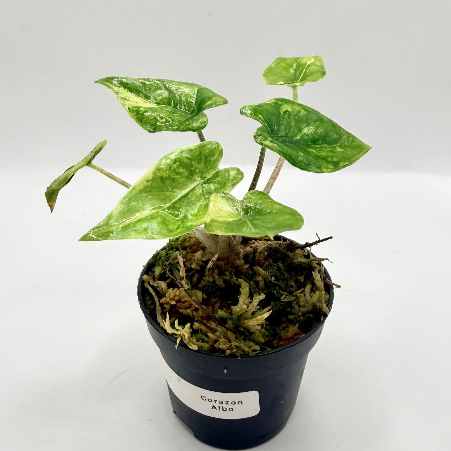 Alocasia Corazón Albo Variegata