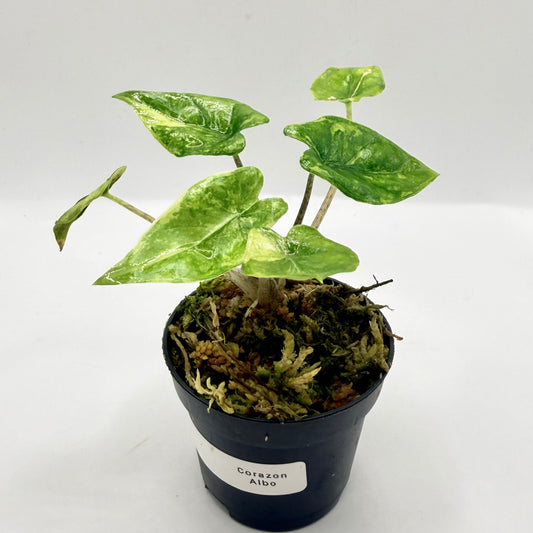 Alocasia Corazón Albo Variegata