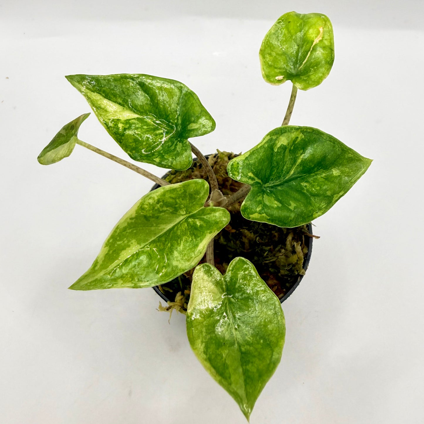 Alocasia Corazón Albo Variegata