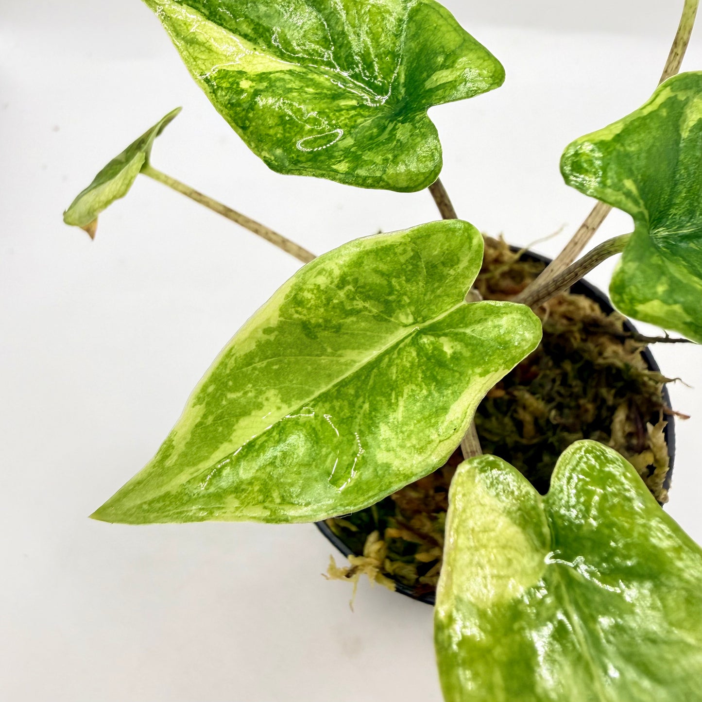 Alocasia Corazón Albo Variegata