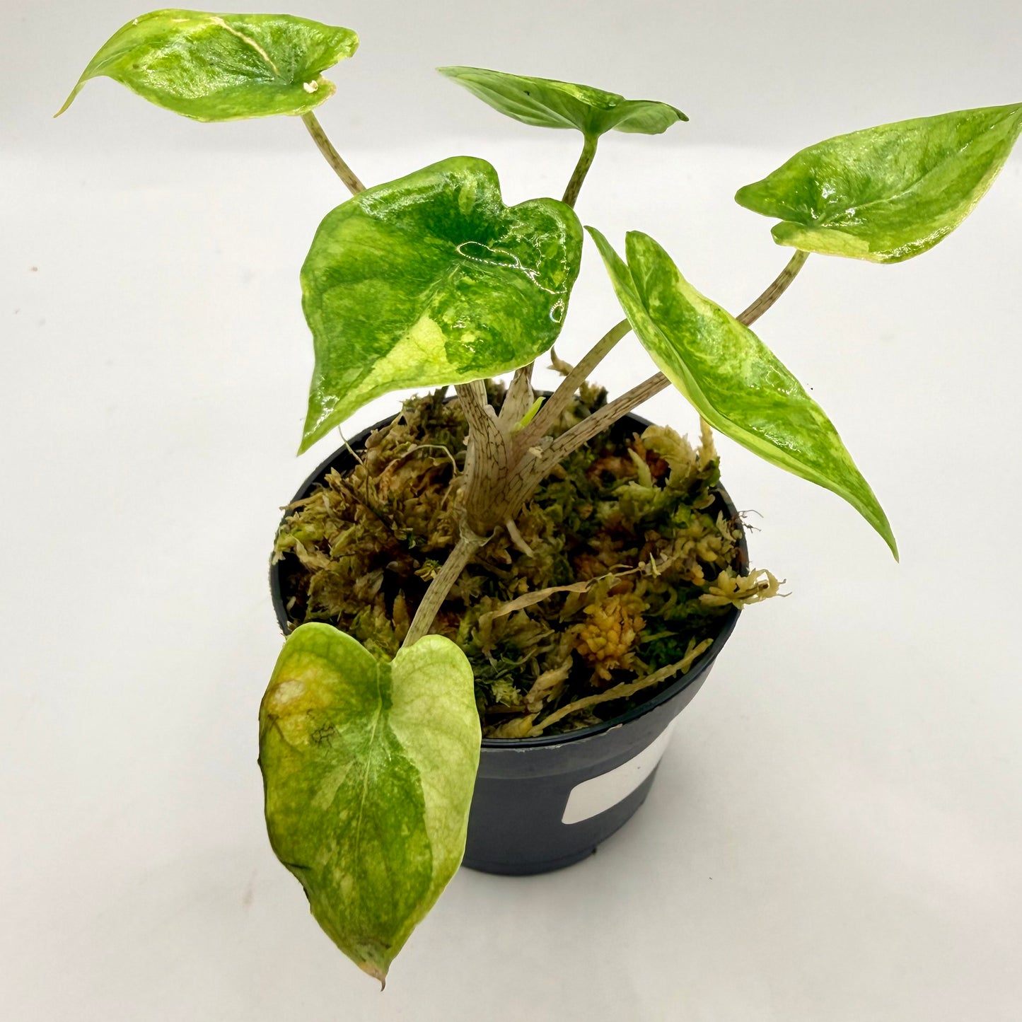 Alocasia Corazón Albo Variegata
